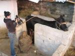 Film shooting milking cow 20-02-2010